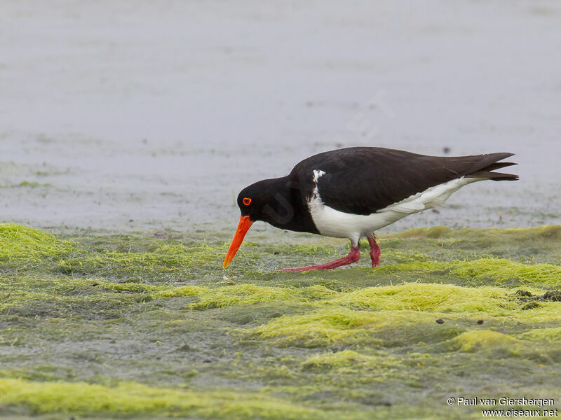 Pied Oystercatcher