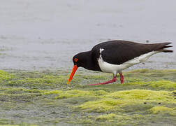 Pied Oystercatcher