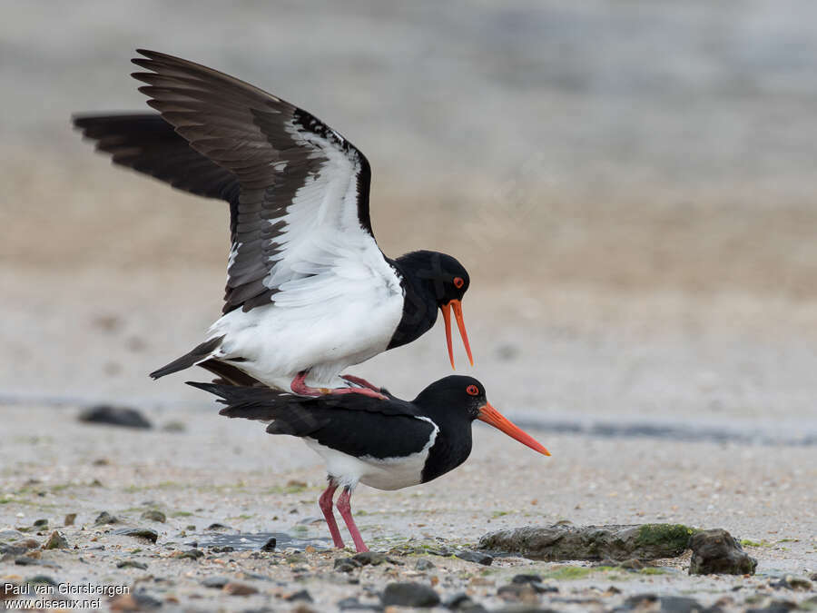 Pied Oystercatcheradult, mating.