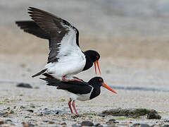 Pied Oystercatcher