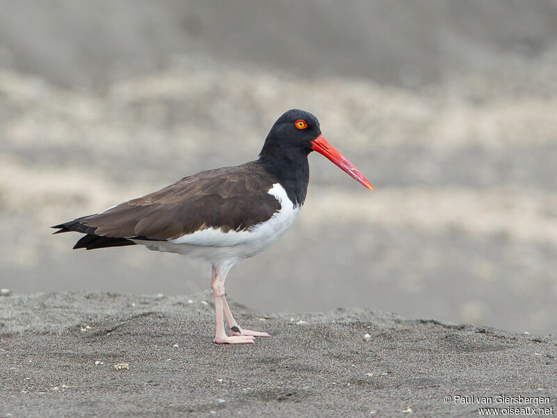 American Oystercatcher