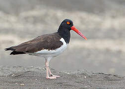 American Oystercatcher