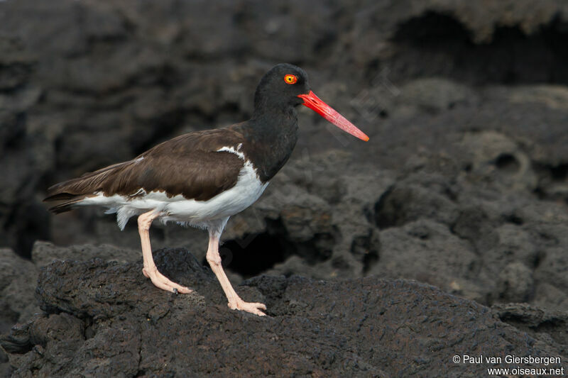 American Oystercatcher