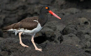 American Oystercatcher