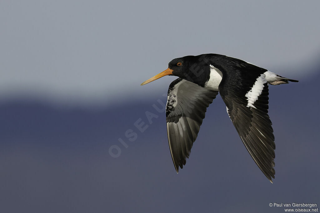 South Island Oystercatcheradult