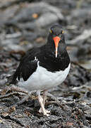 Magellanic Oystercatcher