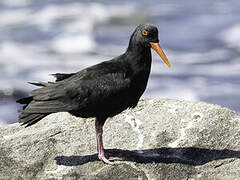 African Oystercatcher