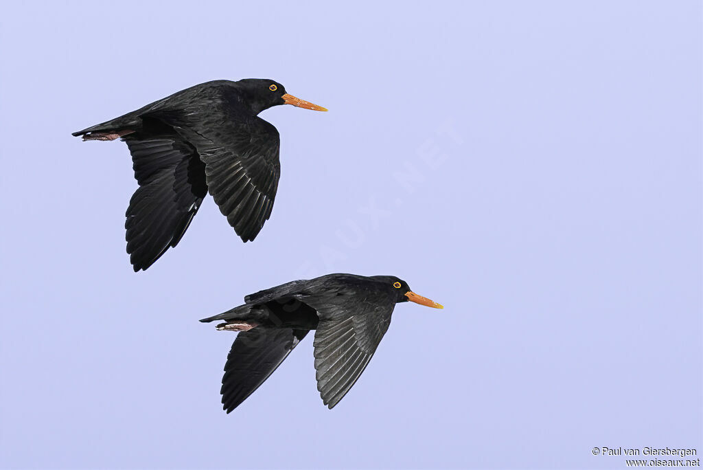 African Oystercatcheradult