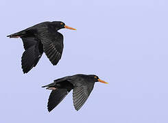 African Oystercatcher