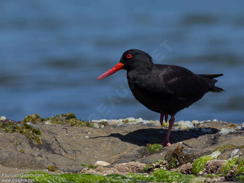 Sooty Oystercatcheradult, identification