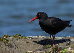 Sooty Oystercatcher