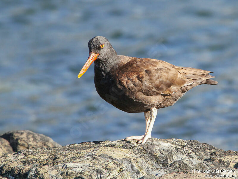 Blackish Oystercatcher