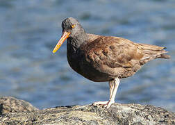 Blackish Oystercatcher