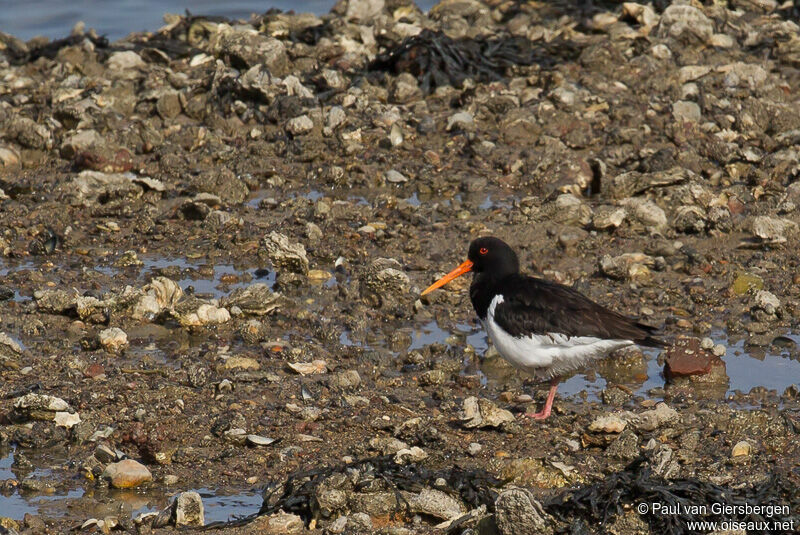 Eurasian Oystercatcher