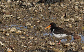 Eurasian Oystercatcher