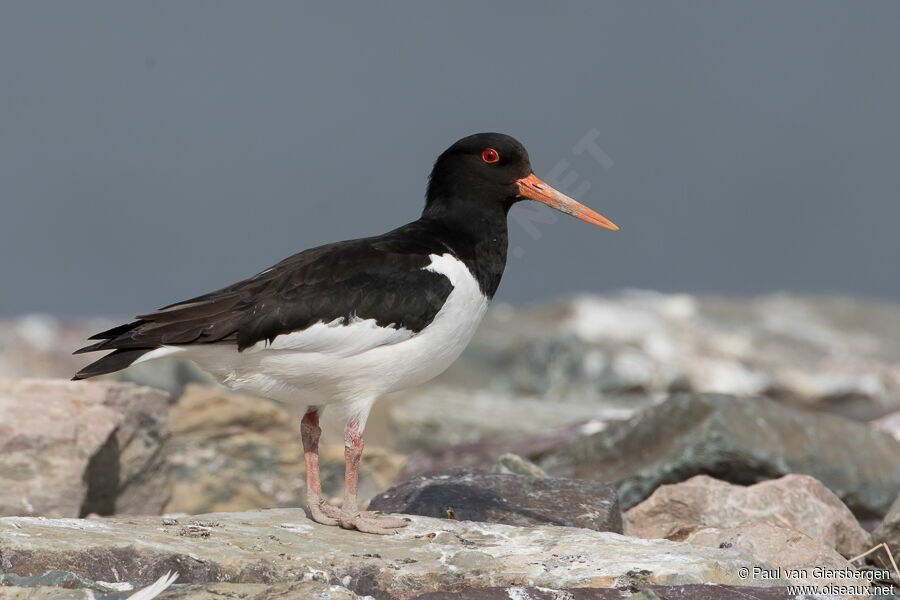 Eurasian Oystercatcheradult