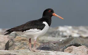 Eurasian Oystercatcher