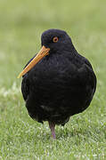 Variable Oystercatcher