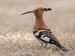 African Hoopoe