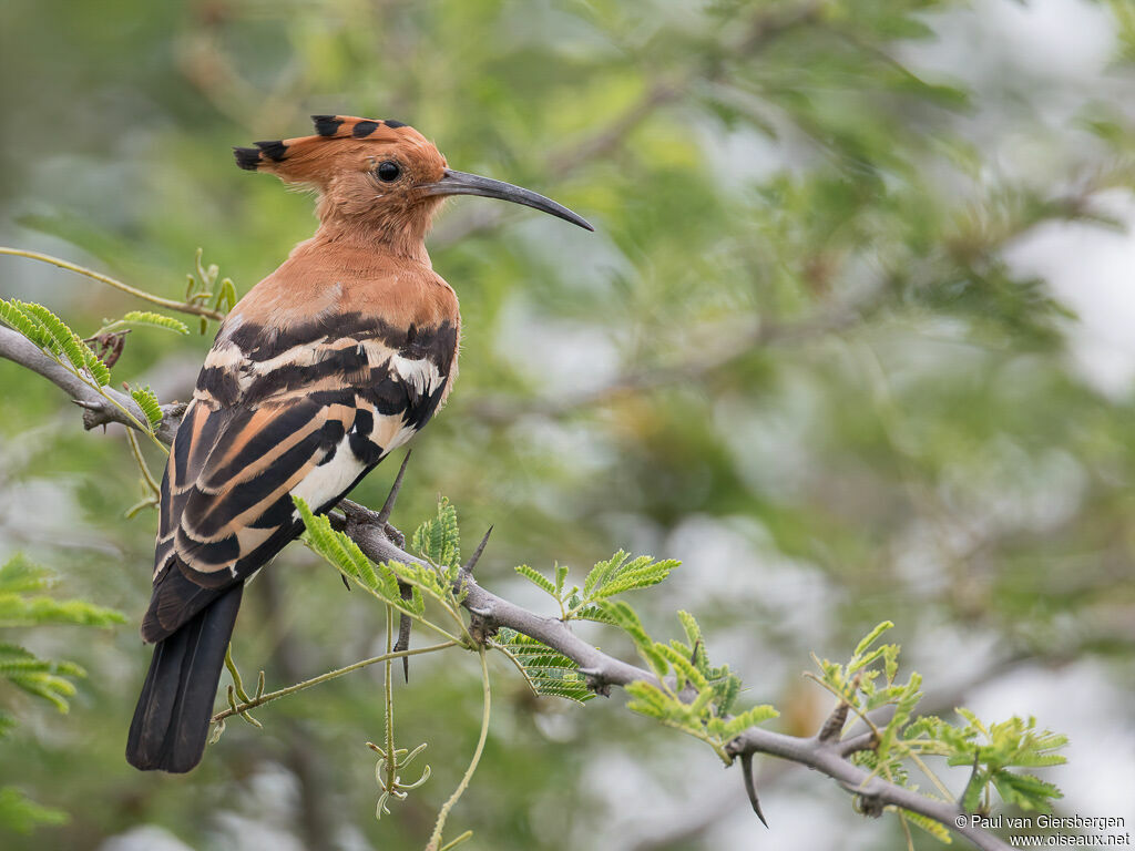 African Hoopoeadult