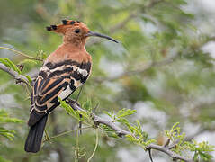 African Hoopoe