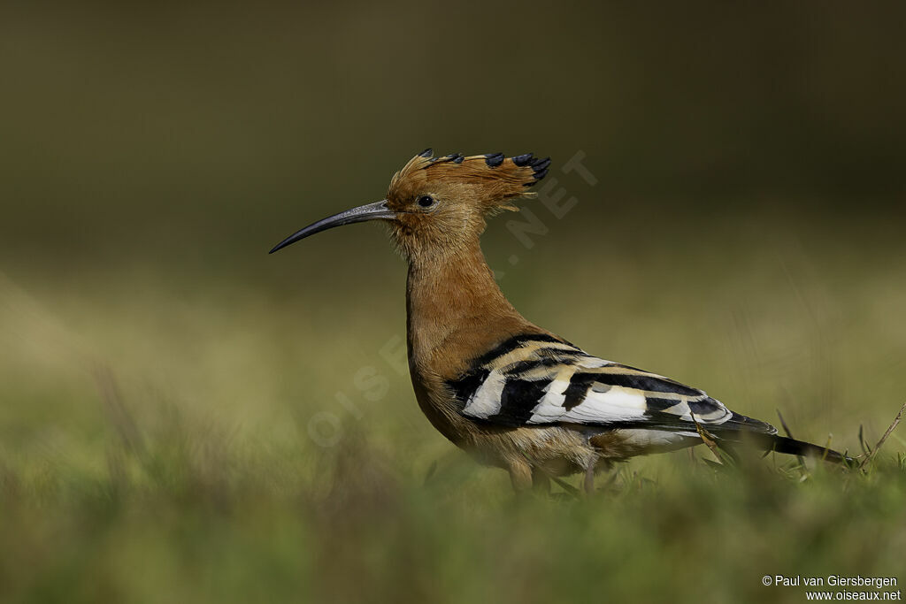 Huppe d'Afriqueadulte