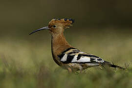 African Hoopoe