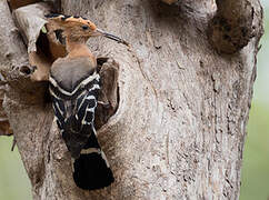 Madagascar Hoopoe