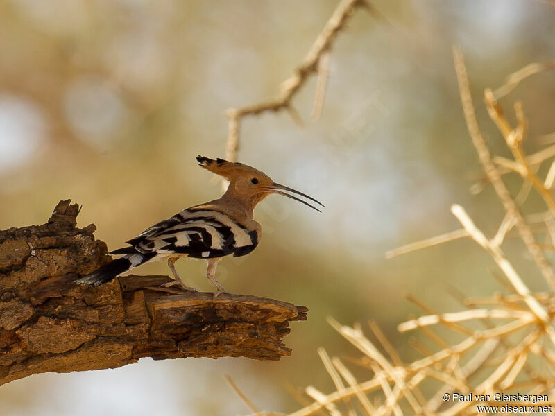 Eurasian Hoopoe