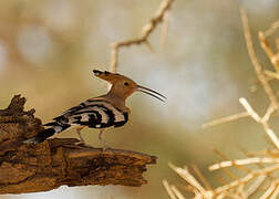 Eurasian Hoopoe