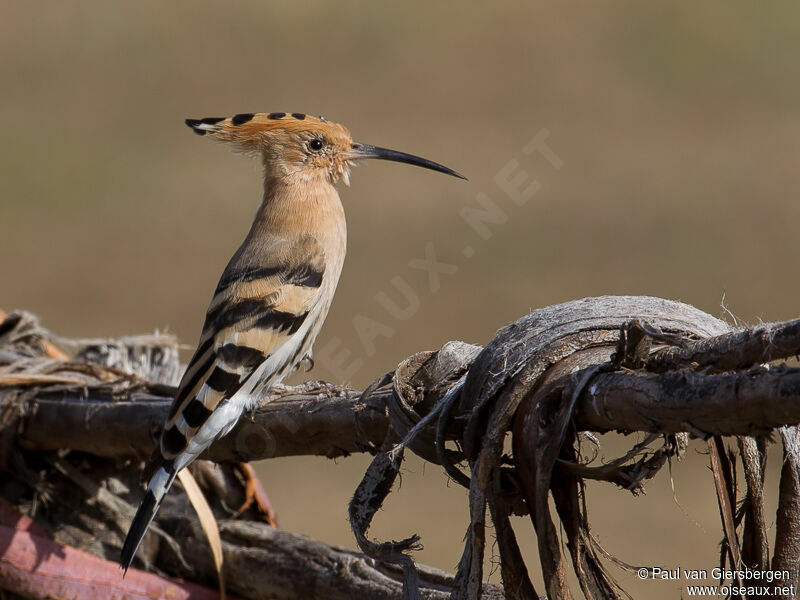 Eurasian Hoopoe