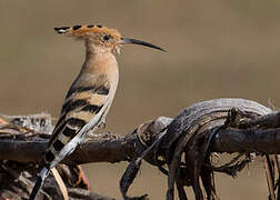 Eurasian Hoopoe