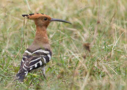 Eurasian Hoopoe