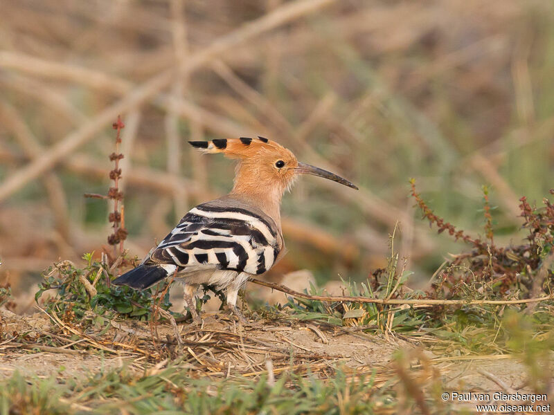 Eurasian Hoopoeadult