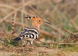 Eurasian Hoopoe