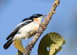 Yellow-bellied Hyliota