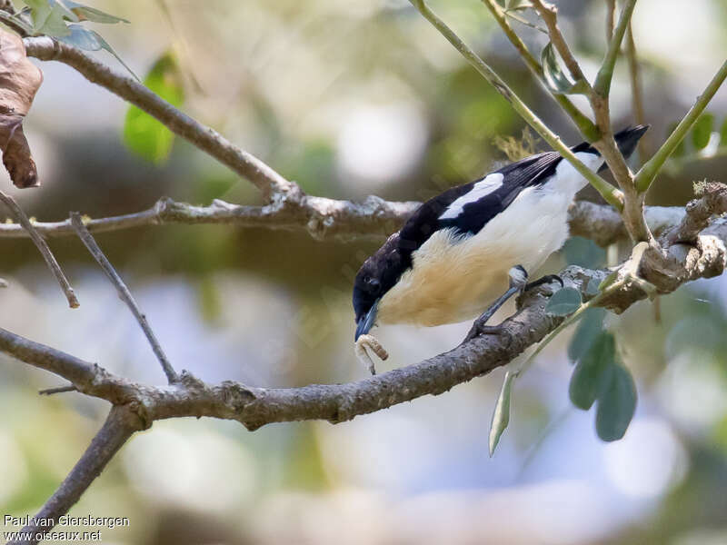 Southern Hyliotaadult