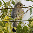 Hypocolius gris