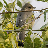 Hypocolius gris