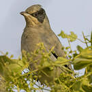 Hypocolius gris