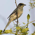 Hypocolius gris