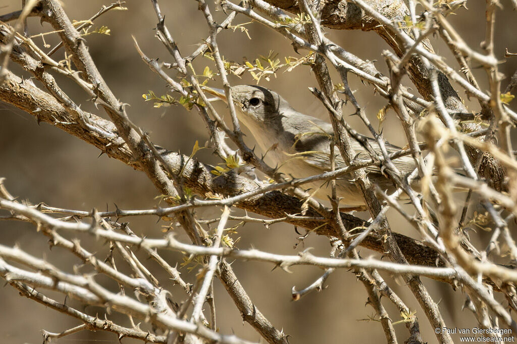 Hypolaïs d'Upcheradulte