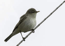 Eastern Olivaceous Warbler