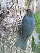 Nuthatch Vanga