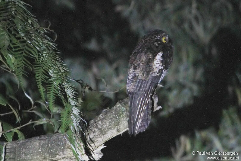 Andean Potoo