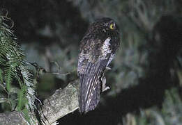 Andean Potoo