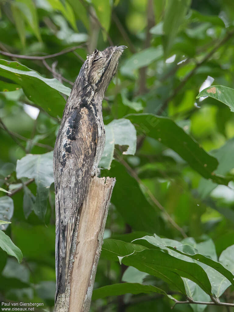 Ibijau grisadulte, identification