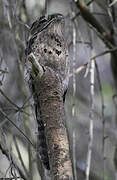 Common Potoo