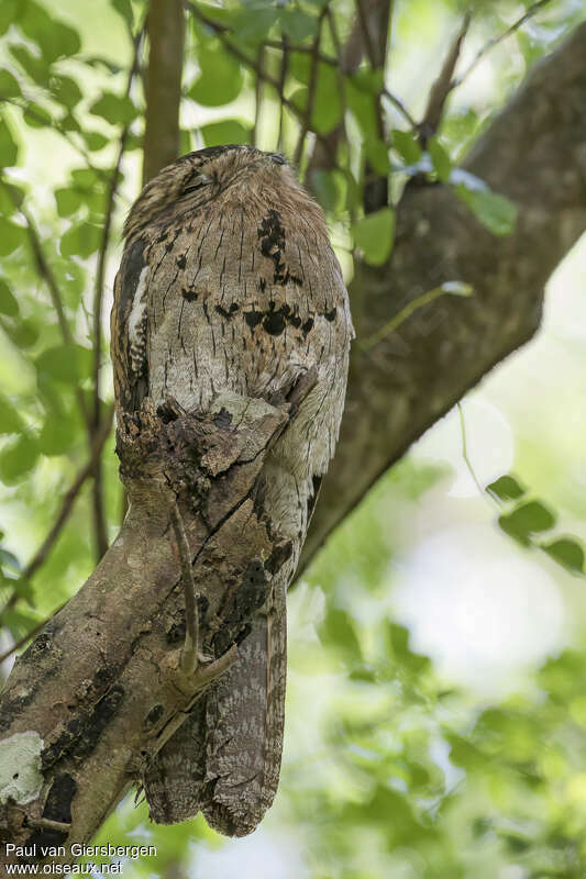 Ibijau jamaïcainadulte, habitat, pigmentation