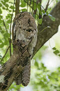 Northern Potoo